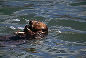 MAM 09 HB0009 01
Head Shot Of Southern California Sea Otter On Back In Water Eating