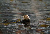 MAM 09 HB0010 01
Southern California Sea Otter On Back In Water Resting In Kelp