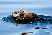 MAM 09 LS0001 01
Sea Otter Mother And Pup Floating On Back