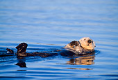MAM 09 NE0001 01
Sea Otter Floating On Back