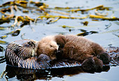 MAM 09 NE0002 01
Sea Otter Mother Grooming Pup On Belly