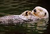 MAM 09 TL0001 01
Sea Otter Sleeping While Floating On Back