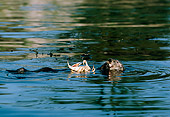 MAM 09 TL0003 01
Sea Otter Eating Crab While Floating On Back