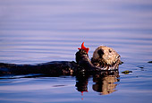 MAM 09 TL0004 01
Sea Otter Playing With Sea Star While Floating On Back