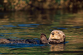 MAM 09 TL0005 01
Sea Otter Floating On Back
