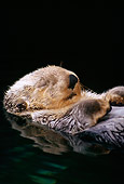 MAM 09 TL0006 01
Close Up Of Sea Otter Floating On Back While Sleeping