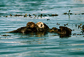 MAM 09 TL0008 01
Sea Otter Mother And Pup Playing In Kelp Bed