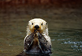 MAM 09 TL0009 01
Sea Otter Looking At Camera While Swimming
