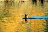 MAM 09 TL0010 01
River Otter Swimming In Pond In Autumn