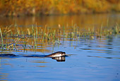MAM 09 TL0011 01
River Otter Swimming In Pond In Autumn