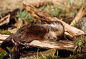 MAM 09 TL0012 01
Portrait Of River Otter Climbing On Log