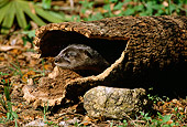 MAM 09 TL0013 01
Head Shot Of Young River Otter Peeking Out Of End Of Log