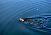 MAM 09 TL0014 01
Overhead Shot Of River Otter Swimming In Pond