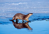 MAM 09 TL0015 01
River Otter Entering Water From Ice Patch On Lake