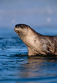 MAM 09 TL0016 01
Portrait Of River Otter Standing In Shallow Water In Winter