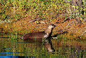 MAM 09 TL0017 01
River Otter Standing In Shallow Water At Riverbank