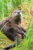 MAM 09 TL0018 01
River Otter Laying In Grass On Riverbank