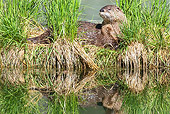 MAM 09 TL0019 01
River Otter Standing In Grass At Riverbank