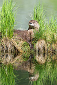 MAM 09 TL0020 01
River Otter Standing In Grass At Riverbank