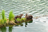 MAM 09 TL0021 01
Two River Otters Arguing On Riverbank
