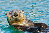 MAM 09 TL0022 01
Close-Up Of Sea Otter Floating On Back