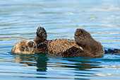 MAM 09 TL0023 01
Sea Otter Pup Floating On Back