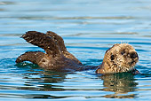 MAM 09 TL0024 01
Sea Otter Pup Swimming