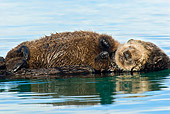 MAM 09 TL0025 01
Sea Otter Mother And Pup Sleeping While Floating On Back