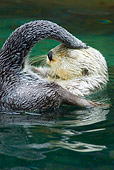MAM 09 TL0026 01
Close-Up Of Sea Otter Floating On Back While Grooming