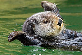 MAM 09 TL0027 01
Close-Up Of Sea Otter Floating On Back And Stretching