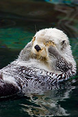 MAM 09 TL0028 01
Close-Up Of Sea Otter Floating On Back Covering Eyes With Paws