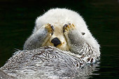 MAM 09 TL0029 01
Close-Up Of Sea Otter Floating On Back Covering Eyes With Paws