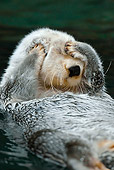 MAM 09 TL0030 01
Close-Up Of Sea Otter Floating On Back Covering Eyes With Paws