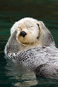 MAM 09 TL0031 01
Close-Up Of Sea Otter Floating On Back Covering Eyes With Paws