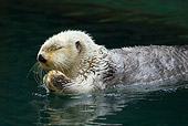 MAM 09 TL0032 01
Close-Up Of Sea Otter Floating On Stomach