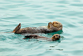 MAM 09 TL0033 01
Sea Otter Mother Floating On Back Next To Pup