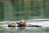 MAM 09 TL0035 01
Sea Otter Mother Floating On Back Next To Pup
