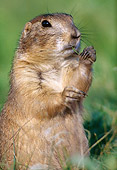 MAM 10 GR0003 01
Close-Up Of Black-Tailed Prairie Dog Eating On Grass