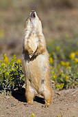 MAM 10 MC0001 01
Black-Tailed Prairie Dog Standing Upright Calling Alarm Yellowstone National Park