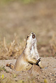 MAM 10 MC0002 01
Black-Tailed Prairie Dog Calling Alarm Gray's Cliff Wildlife Area, Montana