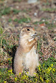 MAM 10 MC0003 01
Black-Tailed Prairie Dog Eating In Meadow Gray's Cliff Wildlife Area, Montana