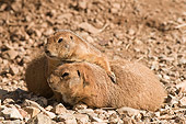 MAM 10 SK0001 01
Black-Tailed Prairie Dogs Resting In Desert