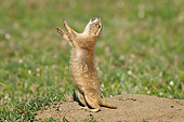 MAM 10 TL0001 01
Black-Tailed Prairie Dog Doing A 