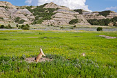 MAM 10 TL0002 01
Black-Tailed Prairie Dog Doing A 