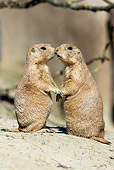 MAM 10 WF0001 01
Two Black-Tailed Prairie Dogs Sitting Upright On Sand Kissing