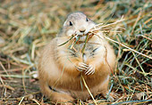 MAM 10 GR0001 01
Black-Tailed Prairie Dog With Grass In Mouth Sitting On Grass