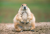 MAM 10 GR0002 01
Black-Tailed Prairie Dog Sitting On Dirt