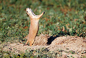 MAM 10 KH0001 01
Prairie Dog Standing On Hind Legs By Burrow Calling Alarm