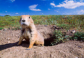 MAM 10 NE0001 01
Black-Tailed Prairie Dog Sitting At Edge Of Burrow Blue Sky
