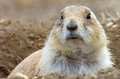 MAM 10 NE0002 01
Head Shot Of Black-Tailed Prairie Dog Peeking Out Of Burrow